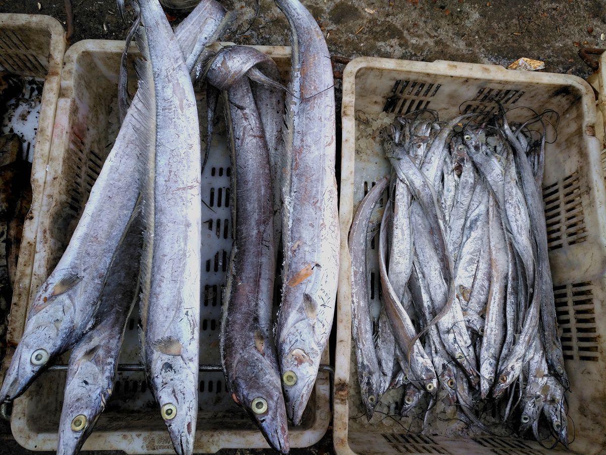 节海产品受影响吗?大婶说她卖的扇贝还是活的