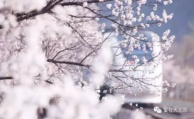 别去日本了!北京这趟8元小火车,带你穿越绝美樱花!沿途风景惊艳到哭! 别去日本了!北京这趟8元小火车,带你穿越绝美樱花!沿途风景惊艳到哭!