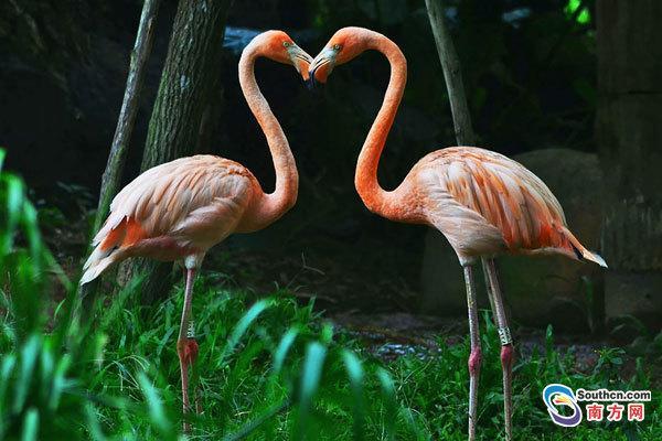 火烈鸟比翼连枝。