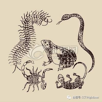 壁虎被称为“五毒”之一 它究竟有什么毒性? 壁虎被称为“五毒”之一 它究竟有什么毒性?