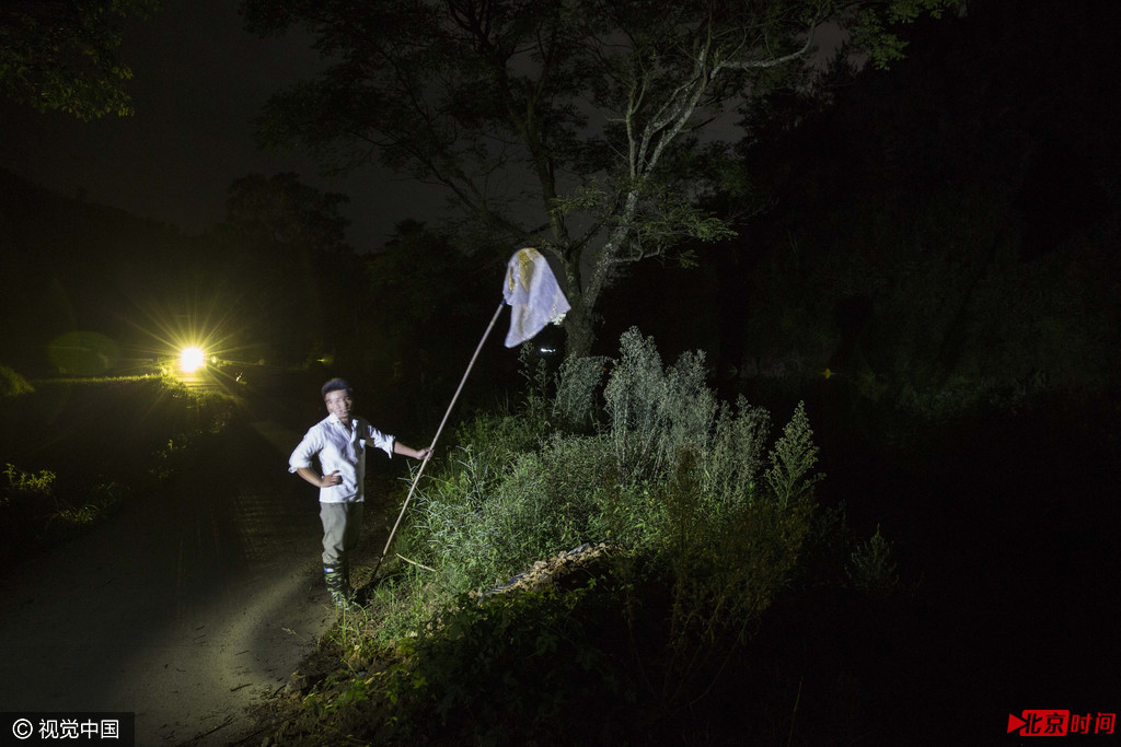 40岁出头的李岳(化名)是宁都县大沽乡的农用车司机。到了晚上,他换上雨靴,骑着摩托车和妻子一块儿到田间为“虫头”捕捉萤火虫。“一般出门前都给虫头打个电话,没有订单他们不收,我们就不抓了。”他说。
一条溪水流经大沽乡外,月光和星光洒在山谷里,偶尔有萤火虫飞过,用蓝绿色的微光,点亮了乡间平凡的景色。李岳在一块稻田边停下来,打开摩托车的车灯,灯头一闪一闪,十几分钟后,便有萤火虫扑来,他只要守着,便能用一张挂在长竹竿上的网具,轻易的抓住他们。“我们不像别人,骑着车跑到好远去抓,到(凌晨)两三点才回来。我们就在近一点的地方,抓几个小时就回去了。”李岳一边说着,一边盯着眼前飞近的虫子。据他说,抓得多的人,一晚上能捕到一千多只,像他这样不费劲的,多的时候也能网住上百只。