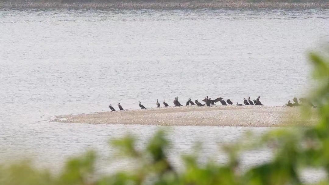 有吃有喝又安全的潮白河受到青睐 成群鸬鹚首现顺义 有吃有喝又安全的潮白河受到青睐 成群鸬鹚首现顺义