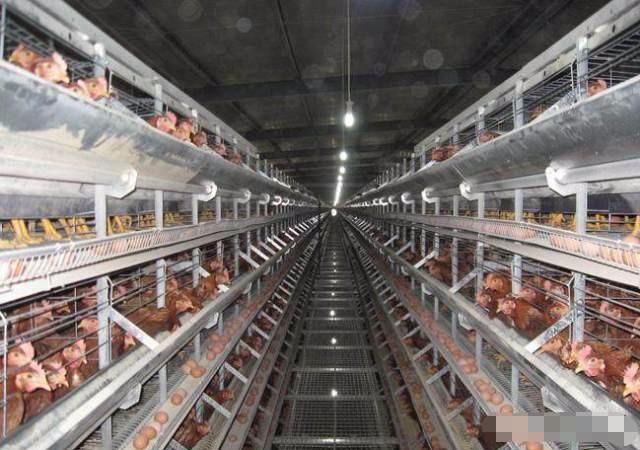 正大、温氏等进入蛋鸡行业,蛋鸡养殖未来是大