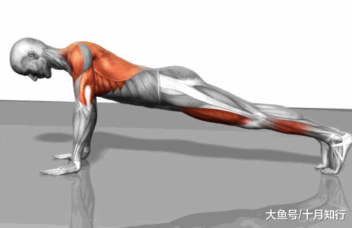 初到健身房一脸蒙圈? 24个肌肉训练动图与详解