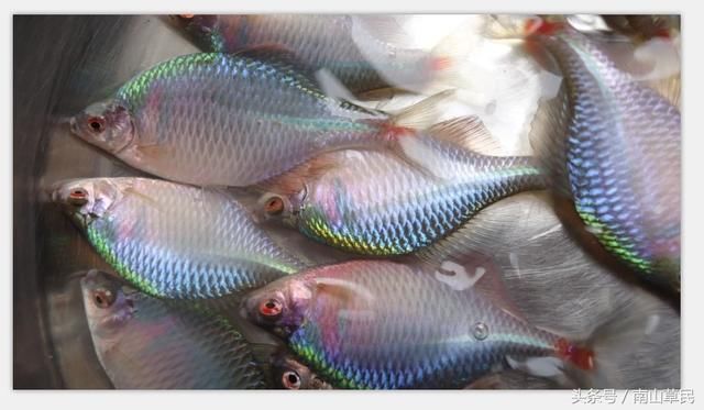 你见过这种鱼吗?只有农村80后的人才知道,现在
