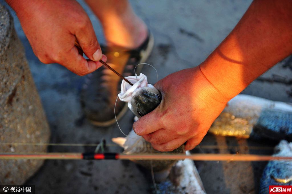 美国红鱼被垂钓者拉出水面。