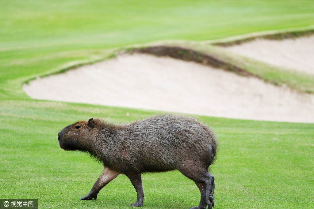 水豚是世界上最大的啮齿类动物。
