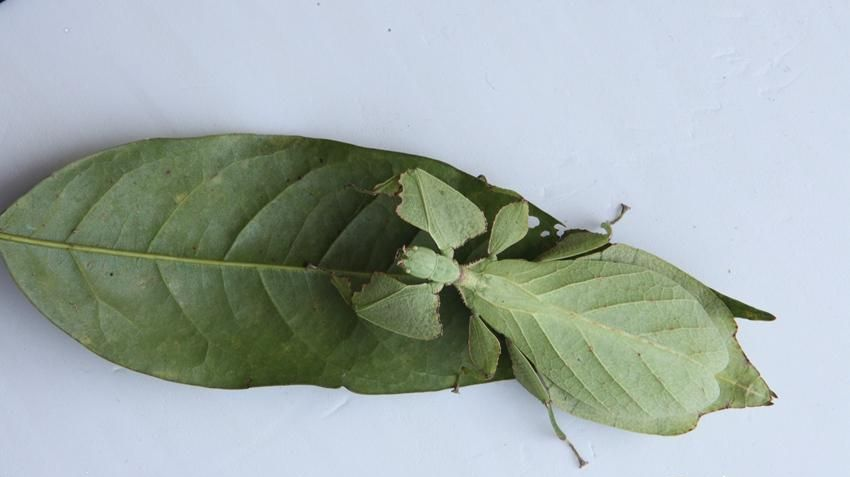 云南现"会走路的树叶" 专家:为珍稀竹节虫