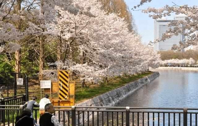 中国女游客到日本大阪看樱花,从早上开始园内