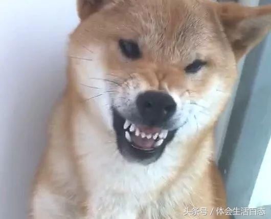 被宠坏的柴犬因狗粮太少,竟对主人龇牙咧嘴,上