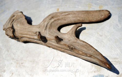 青岛渔民出海作业 意外捕捞到这两件