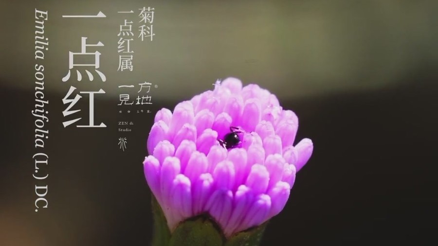 黄鹌菜、苦苣菜、一点红、鼠曲草……路边的野花野草,你都认识吗? 黄鹌菜、苦苣菜、一点红、鼠曲草……路边的野花野草,你都认识吗?