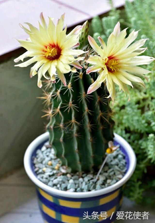 取最霸气的名字,开最骚羞的花!--多肉植物