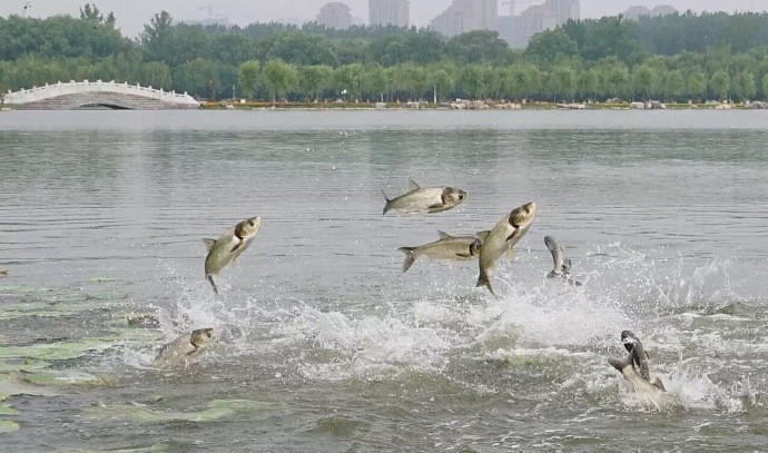 “鱼跃龙门”奇景。