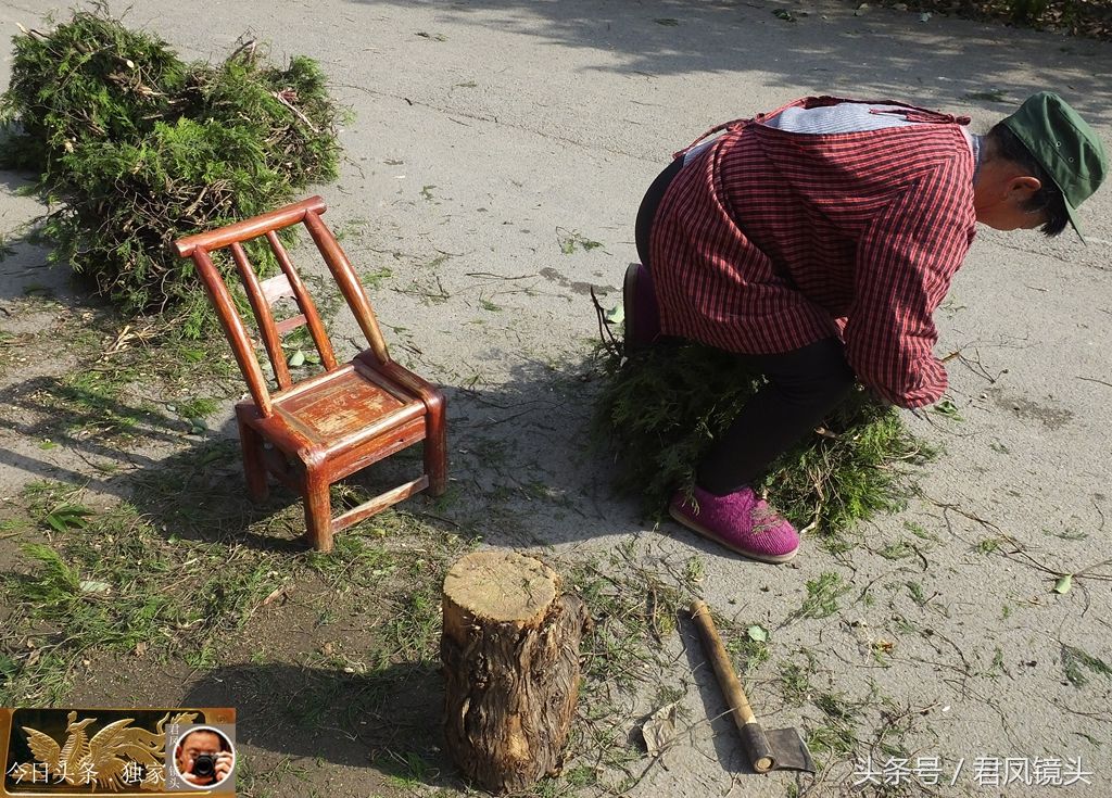 湖北宜昌:乡村农妇用柏树枝叶做柴禾,熏腊肉,香
