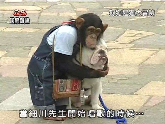《狗狗猩猩大冒险》原是日本电视台《天才!志村动物园》内的一个单元节目,2005年8月中旬播出。斗牛犬詹姆斯与黑猩猩小庞在节目中是一对搭档,它们在节目中共同完成人类的日常生活任务。在任务途中,调皮的小庞随时都可以爆出笑料,因为他有超强的模仿人类行为的能力,而詹姆斯却紧紧跟着小庞,好像视小庞为他的主人似的。