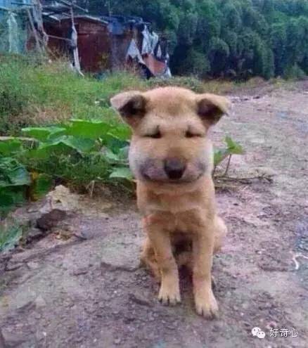 狗狗,你这是肿么了?