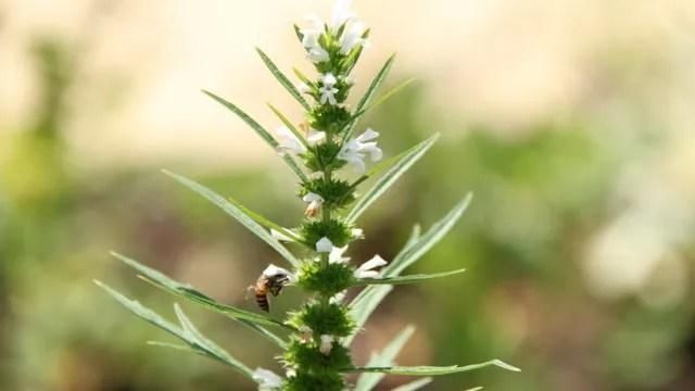 益母草怎么吃?潮汕人最在行的煮法 竟是产后恢