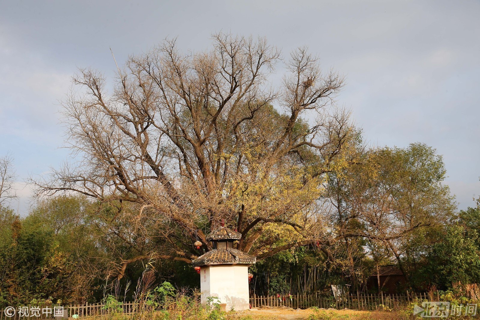 实拍罕见千年古银杏 被誉为“古长江见证树”