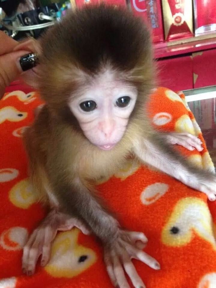 养猴子当宠物要多少钱,哪里能买到快手上的猴