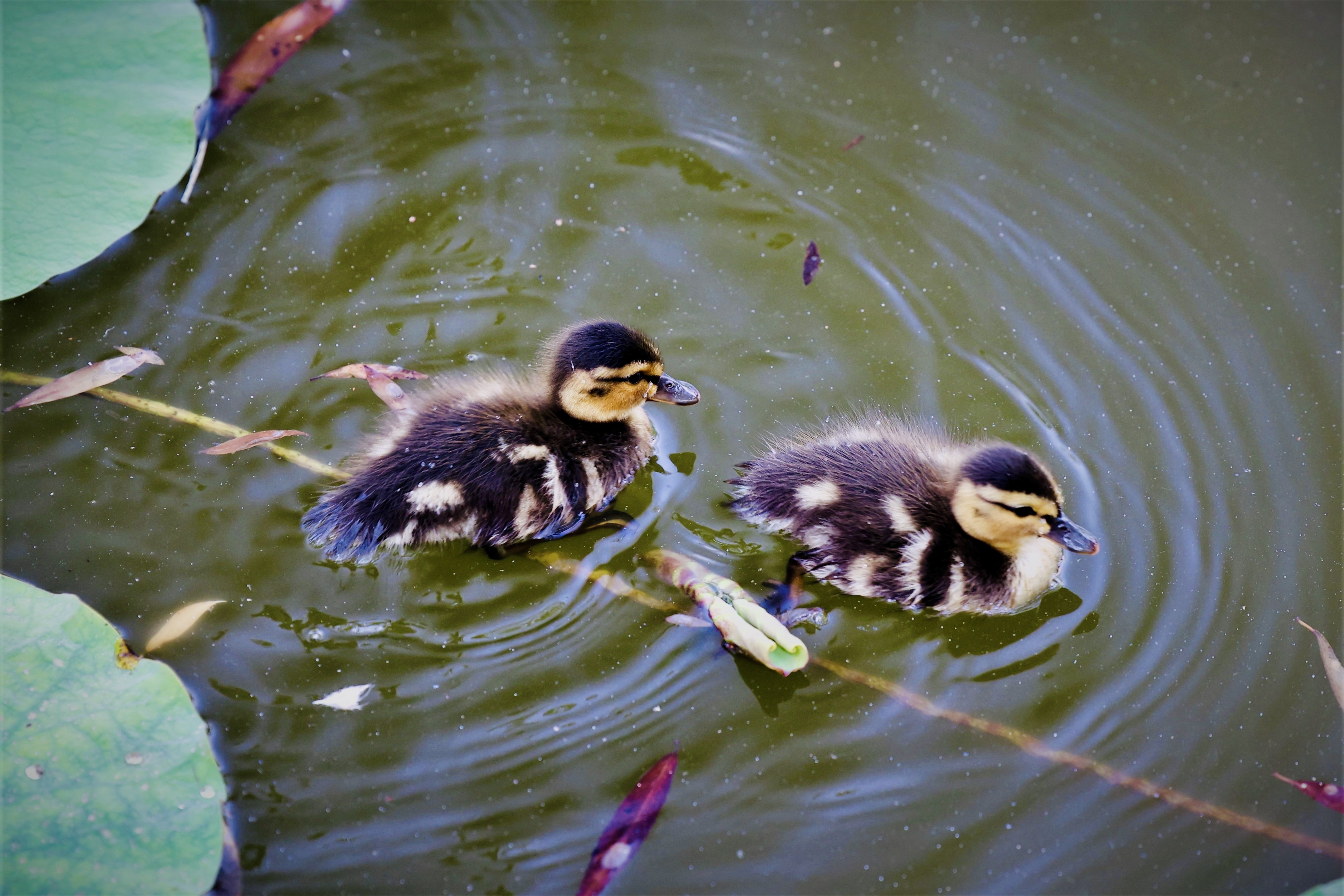 大戏看北京|快看野鸭宝宝荷塘嬉戏好可爱