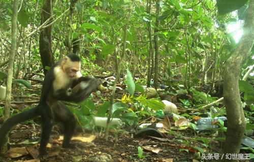 只有人类会使用工具?科学家发现:猴子正在迎头