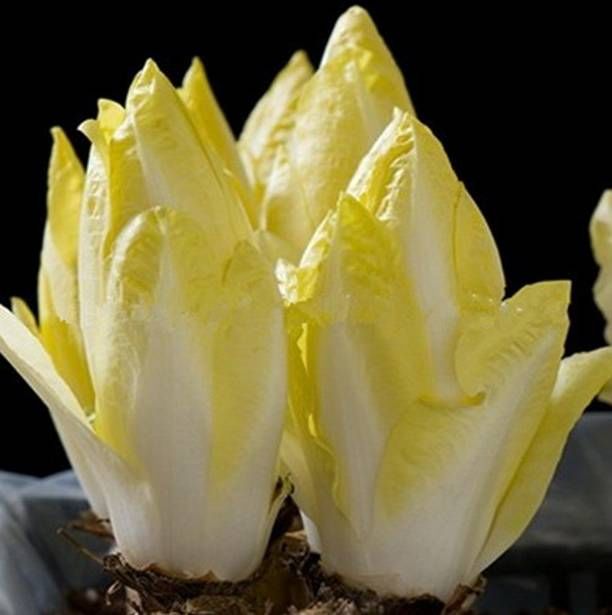 菊苣长得像娃娃菜,但营养价值极高,泡水喝有