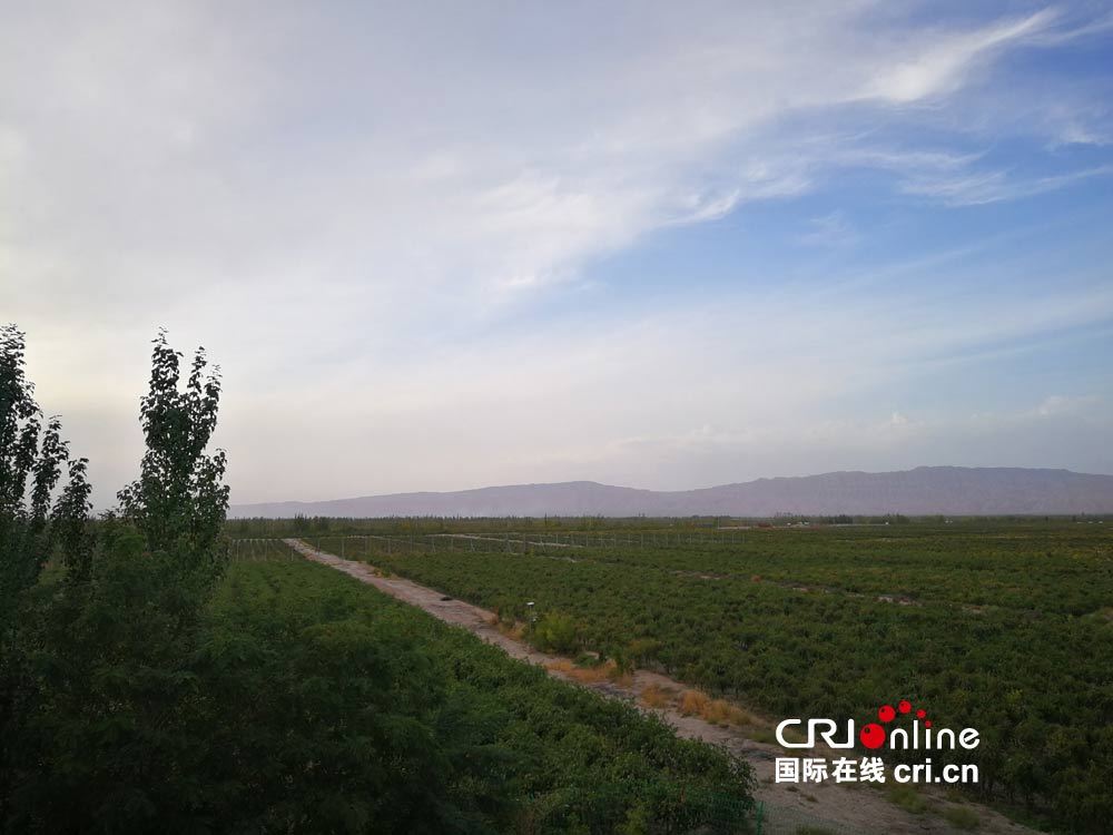 【砥砺奋进的五年·走进新疆】新疆的颜色：温宿县绿海中红果累累