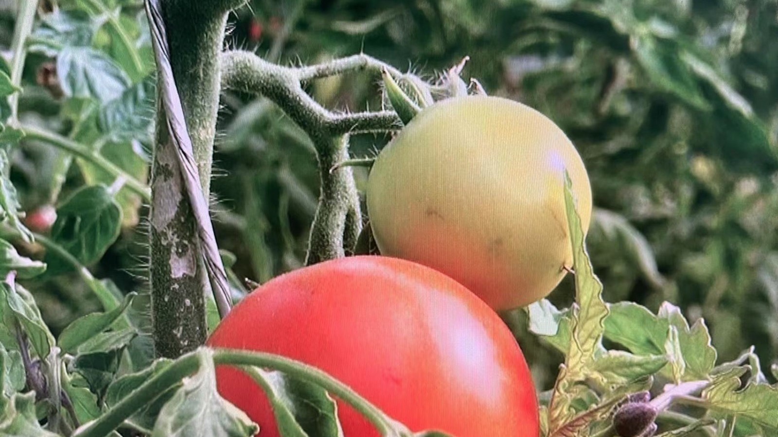 《接诉即办》：西红柿滞销 镇村为农户找销路