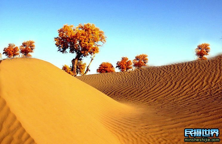 额济纳胡杨林摄影团-怪树林-七彩丹霞-波浪谷-雨岔大峡谷摄影 额济纳胡杨林摄影团-怪树林-七彩丹霞-波浪谷-雨岔大峡谷摄影