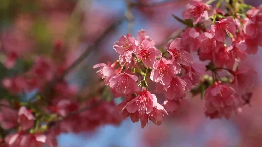 春之声!樱花绽放美如画 春之声!樱花绽放美如画