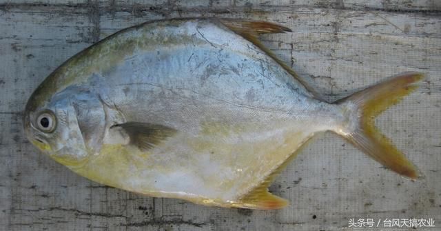 南海常见海水鱼类品种介绍