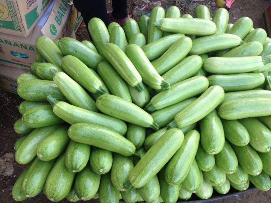 西葫芦本身不致癌,但经过高温爆炒,会释放令人致癌的丙烯酰胺.