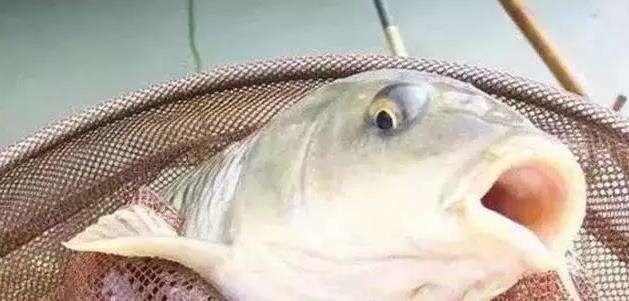 散炮饵的配制及使用方法,黑坑钓鱼必不可少