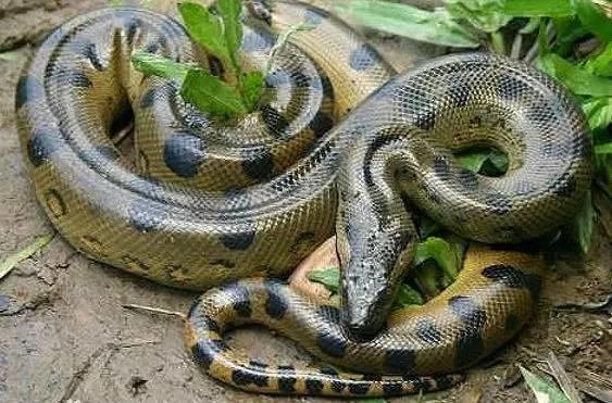 男子半夜听见诡异声音被惊醒,身旁人由妻子变蟒蛇!