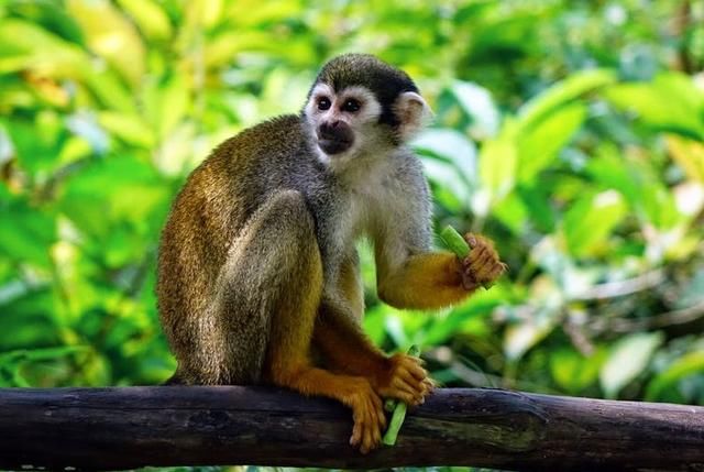 炒股听过牛市、熊市,但是还有一个猴市,知道是