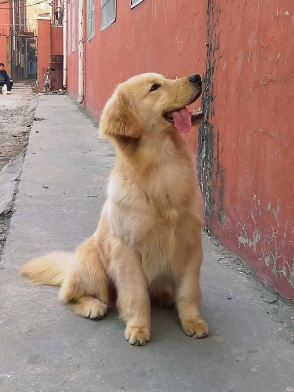 金毛平常跟着主人到处玩,它自己的时候喜欢在这里
