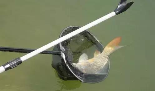 秋季下雨天及雨后,钓鲫鱼的方法