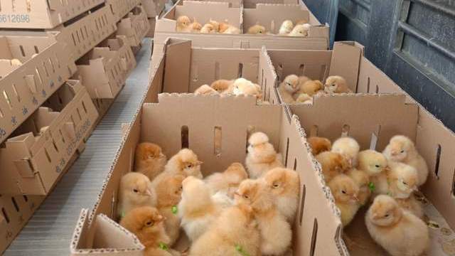 保种育种工作有成效  百年贡品北京油鸡又回来了