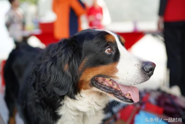 索尼A7III(A7M3)触摸屏功能揭秘