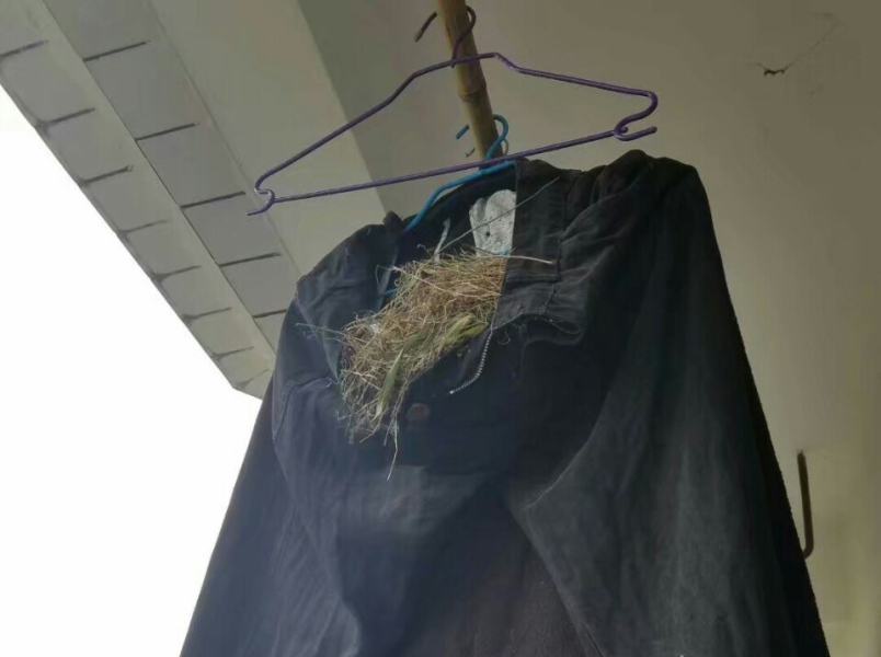 男生常年不收衣服 鸟在衣服里筑巢下蛋