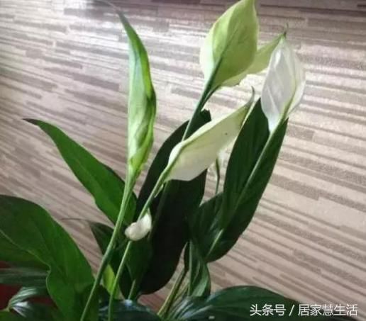 100种常见花卉浇水方法(100种常见花卉浇水方法视频)