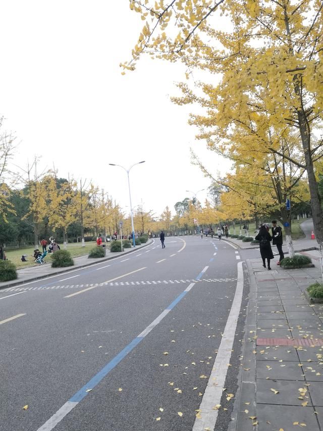 今天起,重大虎溪校区成为了全重庆最美的地方