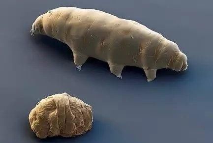 大部分水熊虫生活在淡水的沉渣,潮湿的土壤之中,但