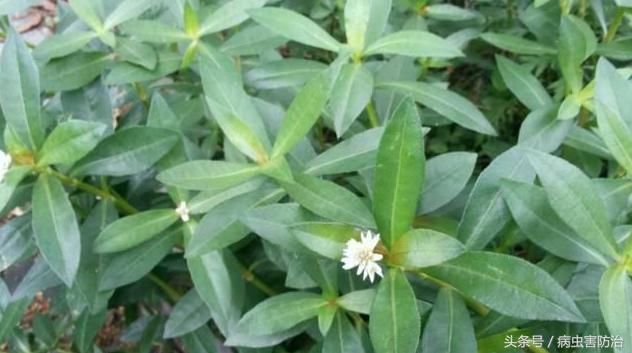 火龙果园里最头疼的大佬草:节节草,革命草