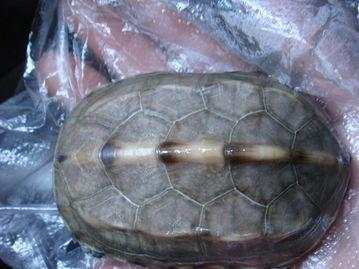 中国四大珍奇龟 神奇宝贝丛林龟惊现 第四为玄