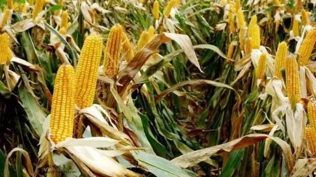 沧州农村宅基地、承包地确权发证时间定了!农