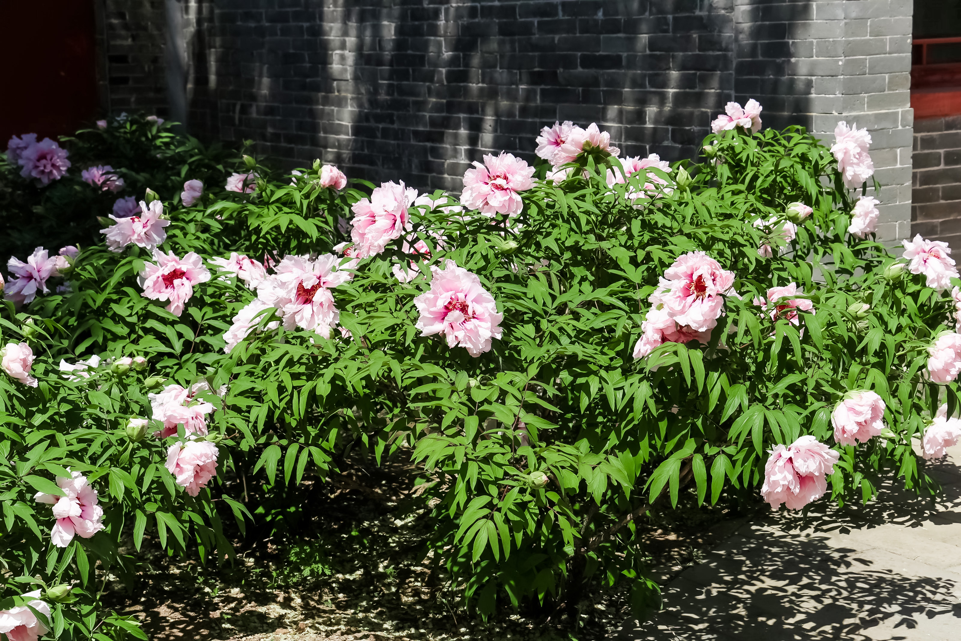 延庆牡丹文化节"花开花落二十日"至花期结束 "花样"活动等您来