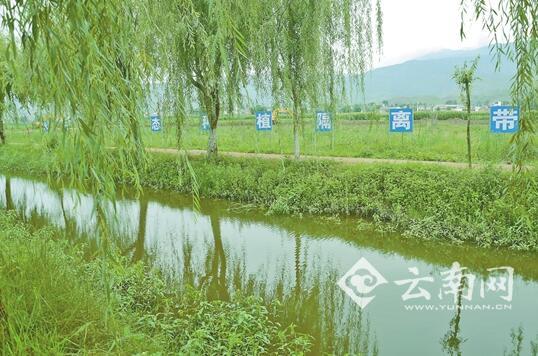 5万亩绿色水稻,建成万亩生态隔离带,万亩生态湿地