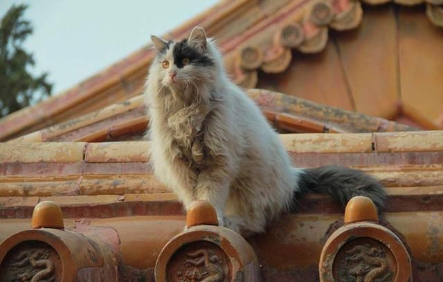 故宫最辛劳的执勤员工:大内御犬和皇家御猫!